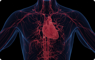 전신, 근육, 신경 혈류 개선